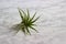 Air plant (houseplant) on marble kitchen countertop