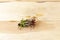 Air plant laying on a wooden background