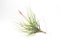 Air plant Tillandsia isolated white background