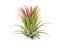 Air plant Tillandsia isolated white background