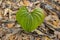 Air Potato or Dioscorea Bulbifera Leaf