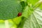 Air potato leaf beetle Lilioceris cheni, red, on leaf - Davie, Florida, USA