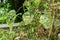 Air potato plant Dioscorea bulbifera with leaves eaten by air potato leaf beetle Lilioceris cheni - Davie, Florida, USA