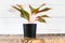 Air purifying plants in black pots And white wooden background wall