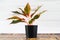 Air purifying plants in black pots And white wooden background wall