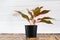 Air purifying plants in black pots And white wooden background wall