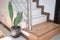 Air purifying plants SAMSE-VIERIA leaf in a modern cement black at the corner of stair or ladder for home interior, Houseplants