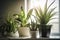 Air-purifying plants to improve home indoor air quality. Air-purifying houseplants, like spider plants and peace lilies, can help