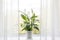 Air puryfing house plants in home concept.