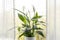 Air puryfing house plants in home concept. Spathiphyllum are commonly known as spath or peace lilies.