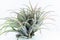 Air root plant, Tillandsia Capitata, on white background