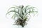 Air root plant, Tillandsia Chiapensis, on white background