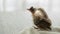 Air Sac Rupture in birds, baby Red-whiskered bulbul injury after attack by cat