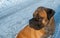 The air temperature more than twenty-five degrees below zero. Closeup portrait of dog of rare breed South African Boerboel.