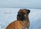 The air temperature more than twenty-five degrees below zero. Closeup portrait of dog of rare breed South African Boerboel.