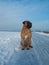 The air temperature more than twenty-five degrees below zero. Closeup portrait of dog of rare breed South African Boerboel.