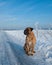 The air temperature more than twenty-five degrees below zero. Closeup portrait of dog of rare breed South African Boerboel.