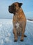 The air temperature more than twenty-five degrees below zero. Closeup portrait of dog of rare breed South African Boerboel.