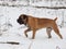 The air temperature more than twenty-five degrees below zero. Closeup portrait of dog of rare breed South African Boerboel.