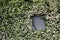 Air vent covered by flowers and plants.