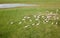 Air view of cattle heard on the pasture