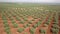 Air View field of olive trees near Jaen