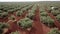 Air View field of olive trees near Jaen