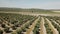 Air View field of olive trees near Jaen