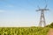 Air wires hi-voltage electric line supports at corn field under blue sky