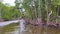 Airboat Ride in the Everglades leading through a Mangrove Forest