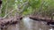 Airboat Ride in the Everglades leading through a Mangrove Forest