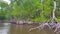 Airboat Ride in the Everlades leading through a Mangrove Forest