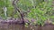 Airboat Ride in the Everlades leading through a Mangrove Forest