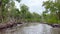 Airboat Ride in the Everlades leading through a Mangrove Forest