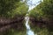 Airboat speeds through mangrove pathways in the swamp of the everglades