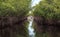 Airboat speeds through mangrove pathways in the swamp of the everglades