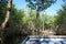 Airboat Tour Ride in Everglades National Park Mangrove Trees Forest, Florida, USA