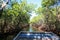 Airboat Tour Ride in Everglades National Park Mangrove Trees Forest, Florida, USA