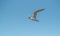 Airborne Elegance: Elegant Tern Birds Soaring Across the Blue Sky