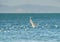 Airborne Elegance: Elegant Tern Birds Soaring Across the Blue Sky