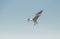 Airborne Elegance: Elegant Tern Birds Soaring Across the Blue Sky