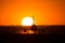 Airbus A320 airplane silhouette at sunset , on runway