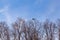 Aircraft coming in to land at an airport seen above tree tops in winter