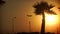 Aircraft landing at sunset. Setting sun through the palm trees.
