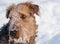 Airdale Terrier - Blizzard Snow Portrait