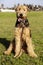 Airdale Terrier Dog Portrait at the Park