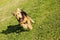 Airdale Terrier Dog Running with Chew Toy at the Park