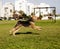 Airdale Terrier Dog Running at the Park