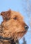 Airdale Terrier - Looking Alert