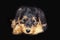 Airdale Terrier Portrait Puppy Dog
